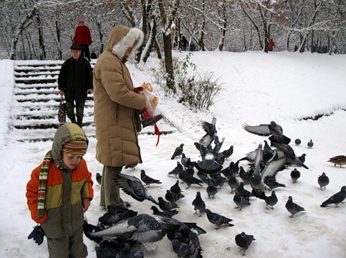 кормите зимой птиц